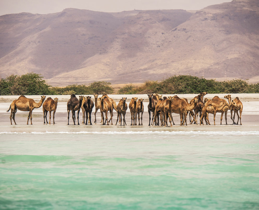 Kamele am Strand von Salalah 