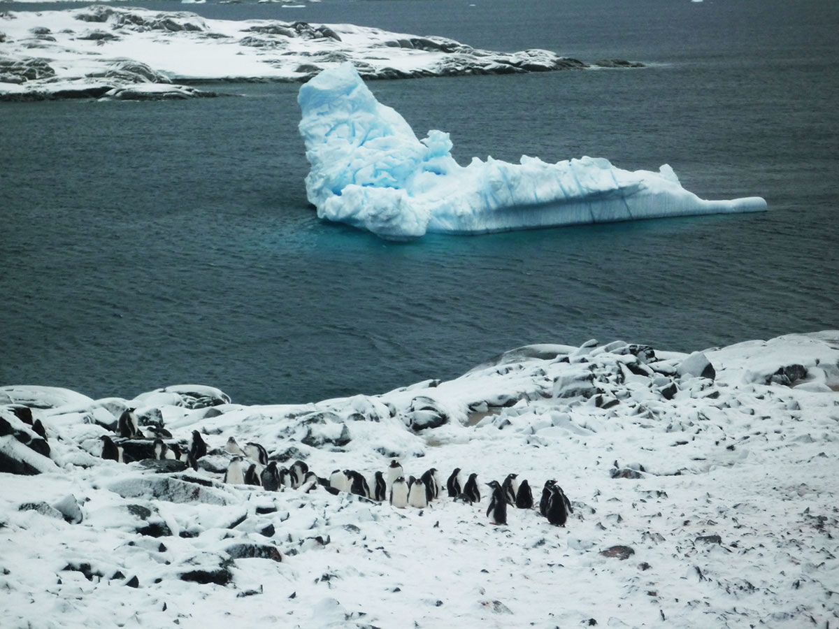 Schwimmender Eisberg in den Südshetland-Inseln