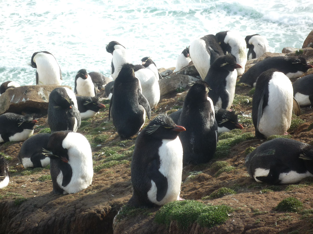 Mein persönlicher Favorit: der Rockhopper