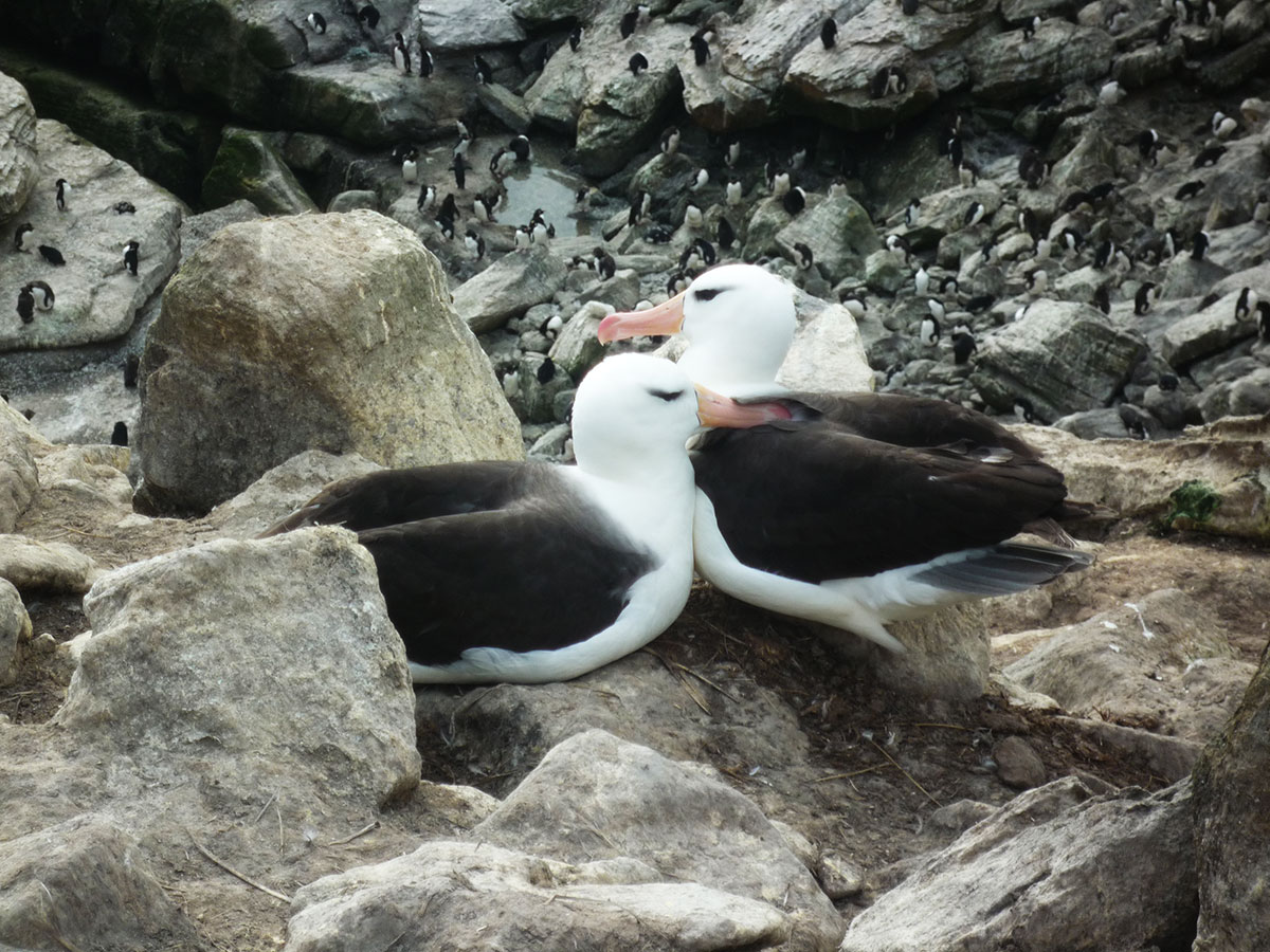 Lebenslang treu: der Albatross