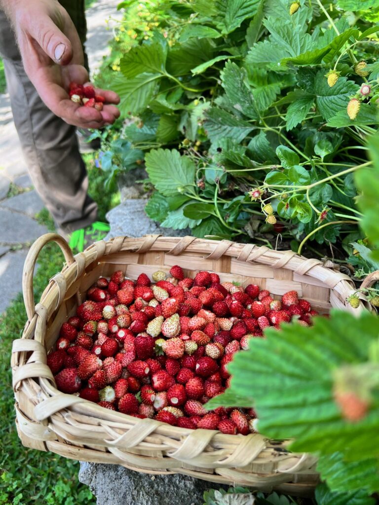 Süße Walderdbeeren, im eigenen Garten gepflückt
Spaghetti Nerano – ein Klassiker der Amalfiküste
